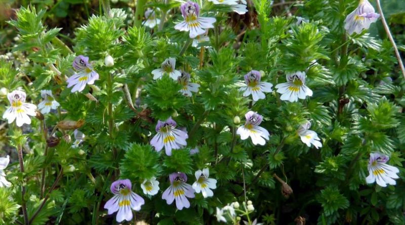 Euphrasia rostkoviana