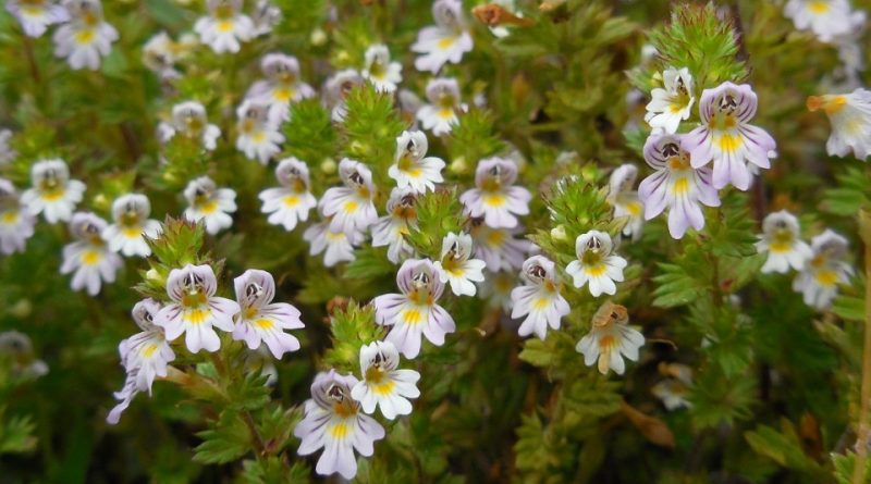 Euphrasia stricta