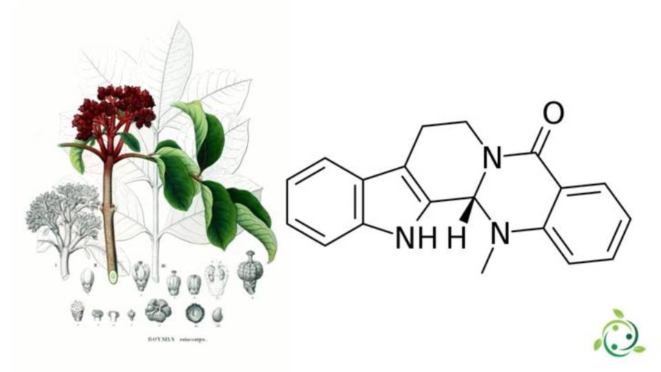 Evodiamine: formula, properties, occurrence in nature, uses ...