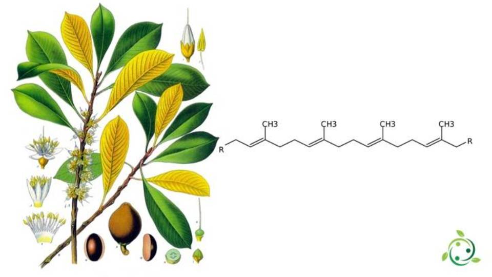 Guttapercha chemical formula, occurrence in nature, properties