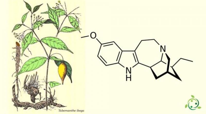 Ibogaina