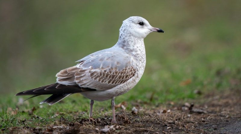 Larus canus