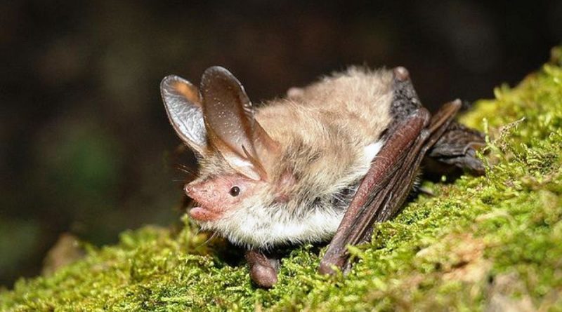 Myotis bechsteini