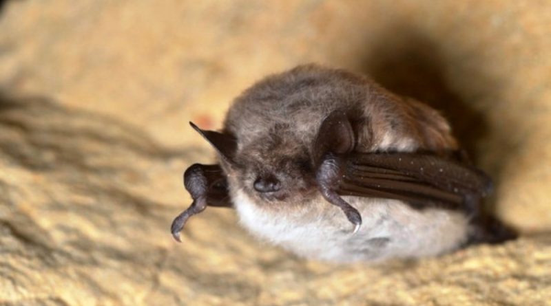 Myotis dasycneme