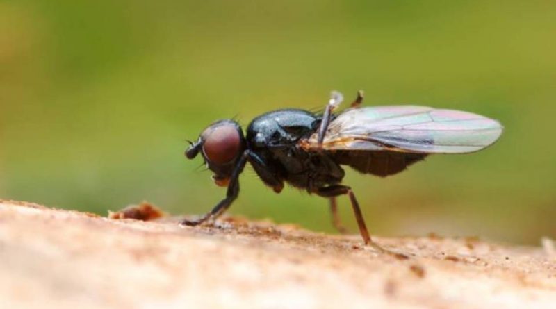 Piophila casei