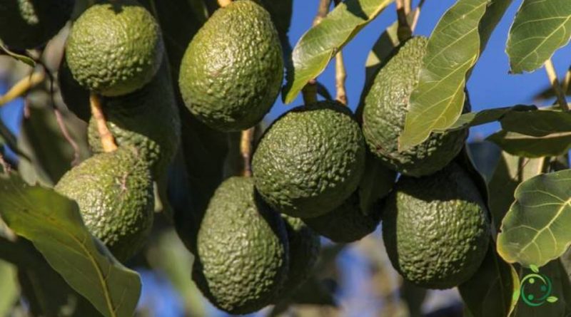 Come si pota l’Avocado