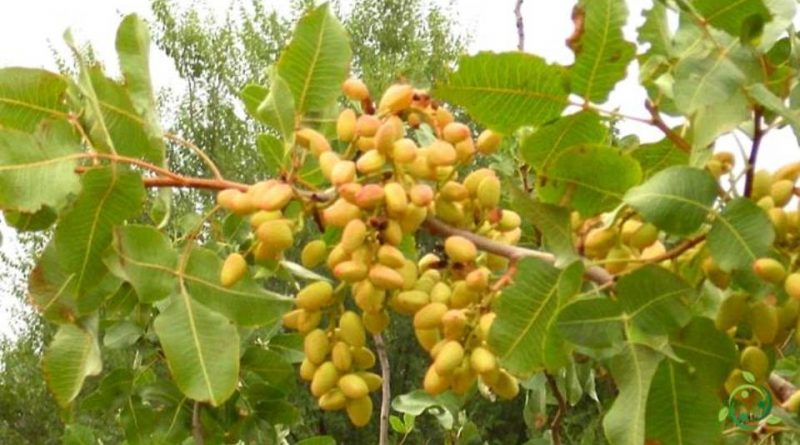 Come si pota il Pistacchio