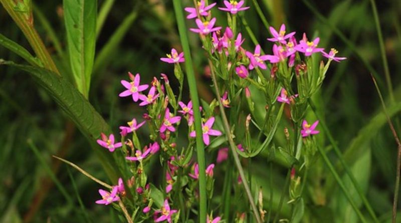 Schenkia spicata