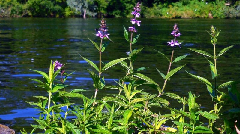 Stachys palustris