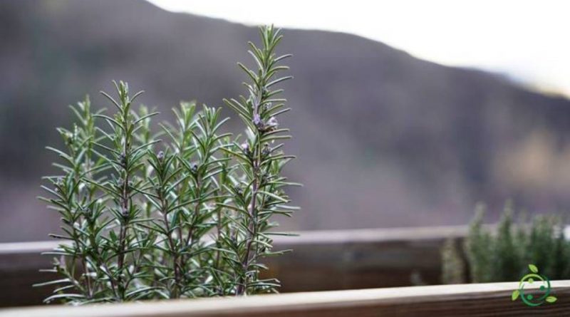 Come si prepara una talea di rosmarino