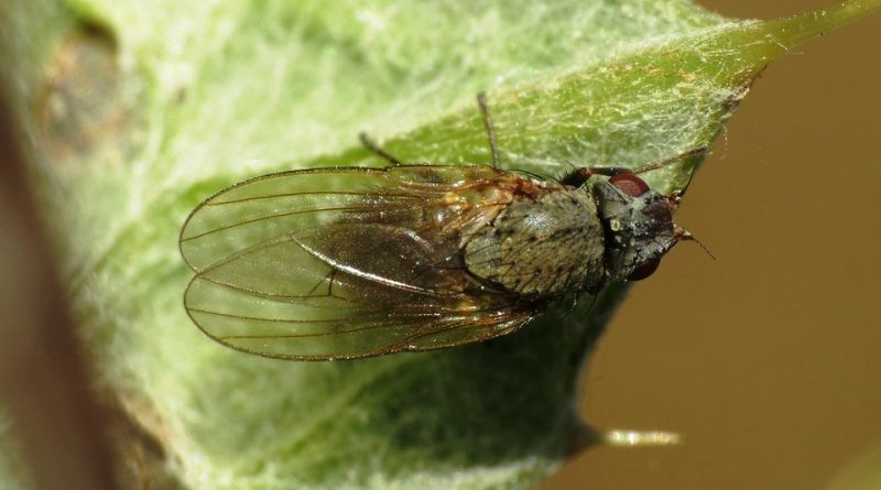 Agromyza apfelbecki