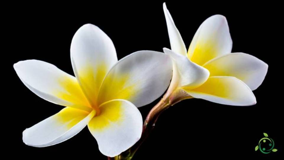 Chalice definition, meaning, morphology, function, differences