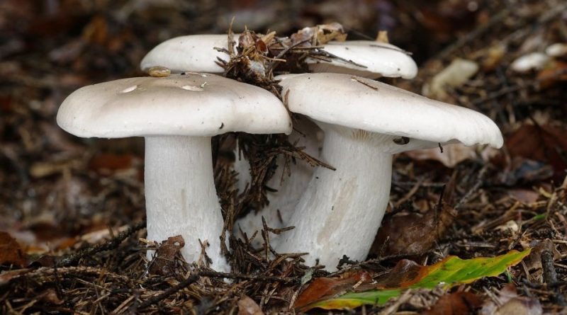 Clitocybe nebularis