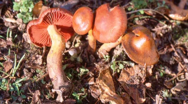 Cortinarius orellanus