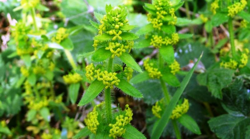 Cruciata laevipes