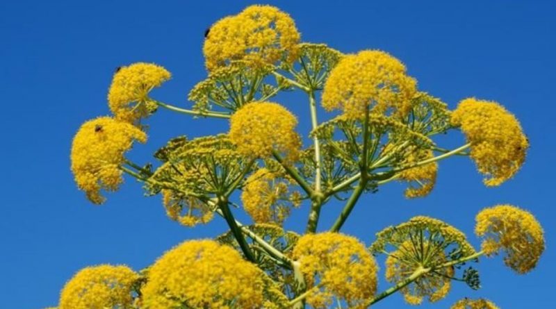 Ferula moschata