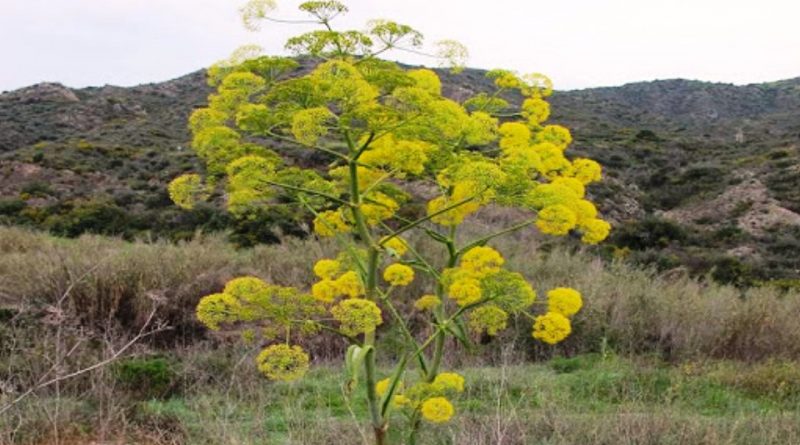 Ferula narthex