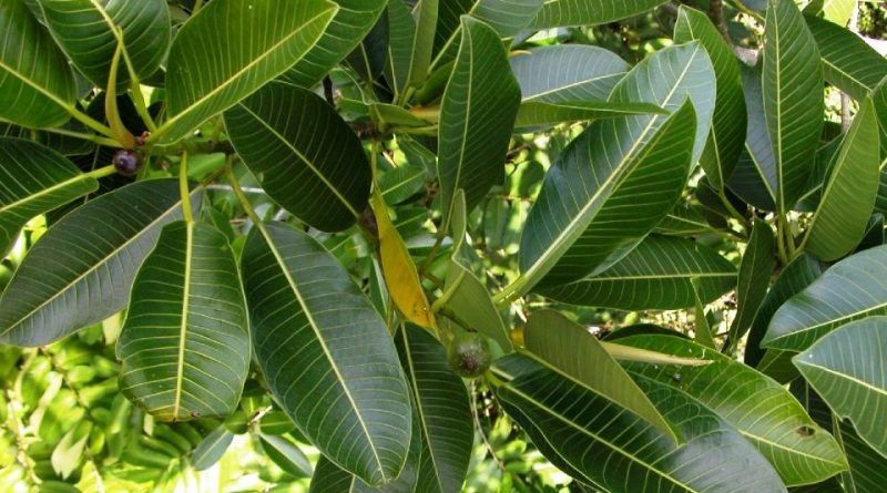 Ficus insipida