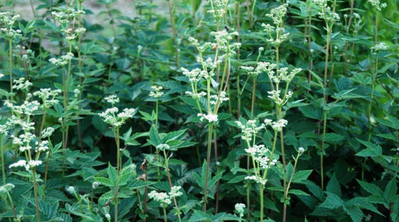 Filipendula ulmaria