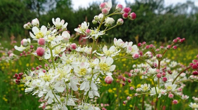 Filipendula vulgaris