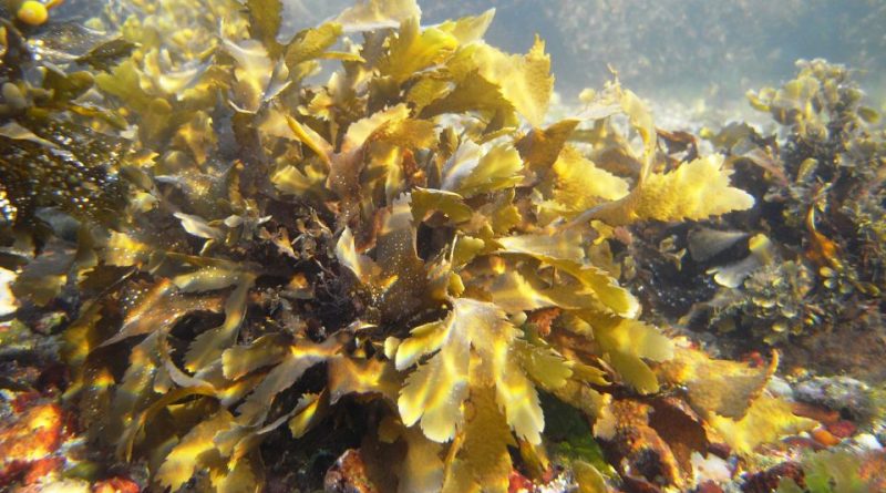 Fucus serratus