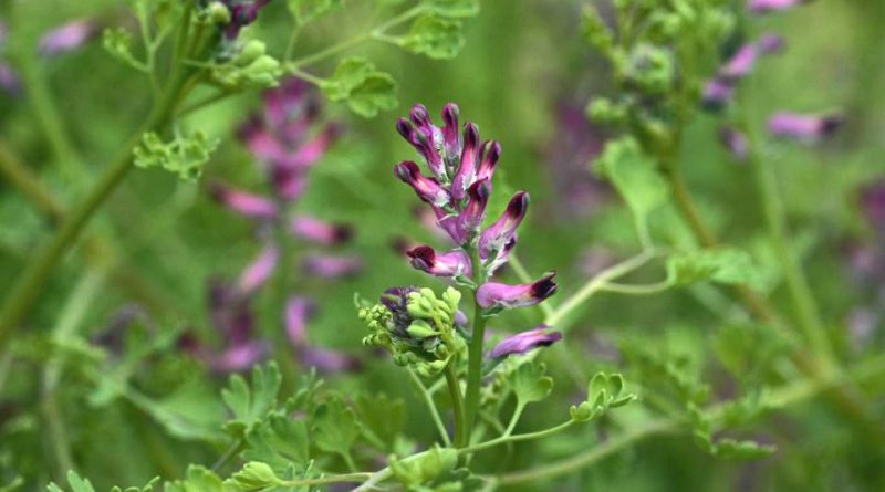 Fumaria officinalis