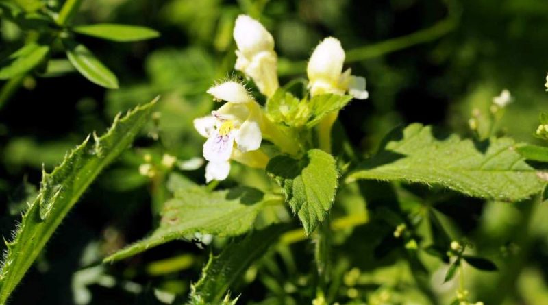 Galeopsis segetum