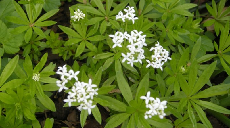 Galium odoratum