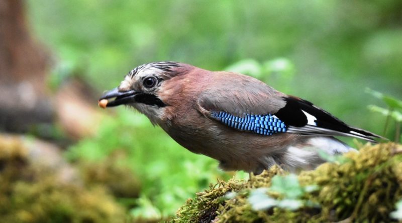 Garrulus glandarius