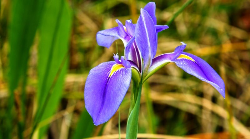 Iris savannarum