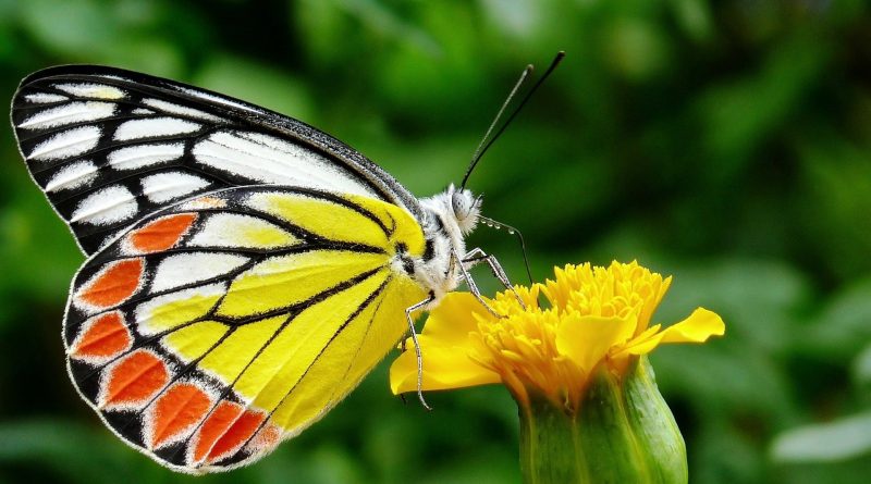 La straordinaria vita delle farfalle