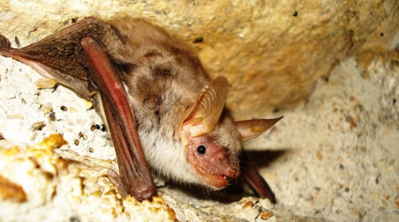 Myotis blythii