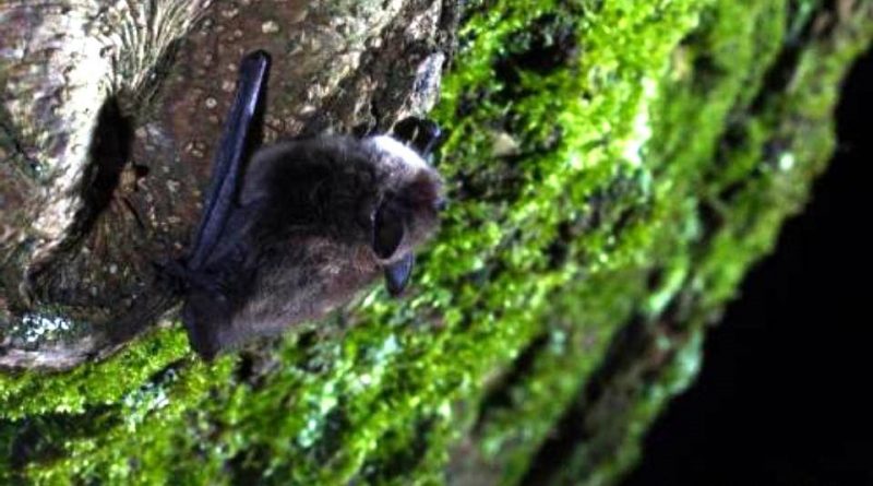 Myotis brandti