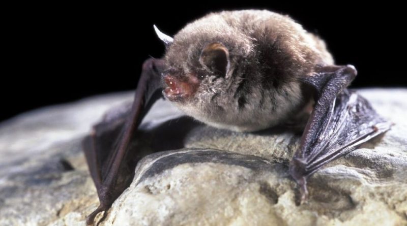 Myotis capaccinii