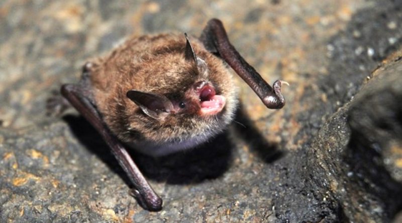 Myotis daubentonii