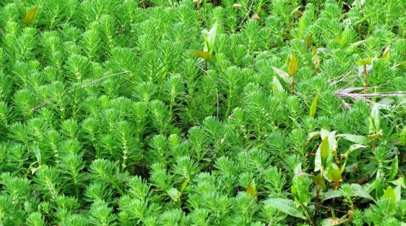 Myriophyllum aquaticum