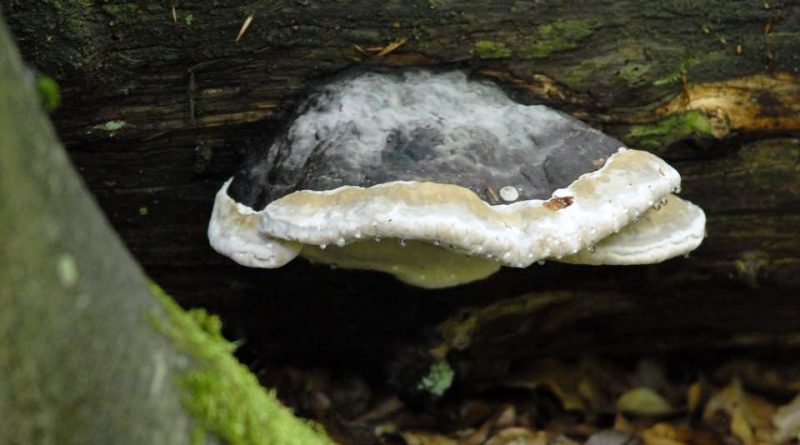 Phellinus igniarius