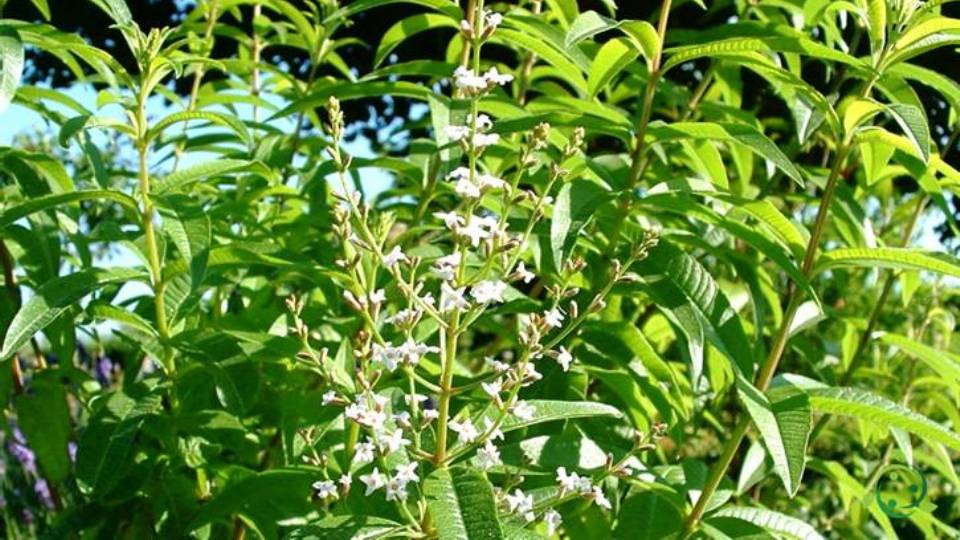 How Verbena propagates temperature, by seed, cutting