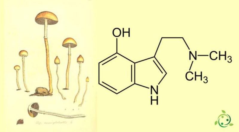 Psilocina