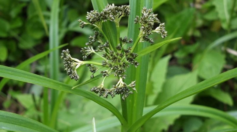 Scirpus sylvaticus