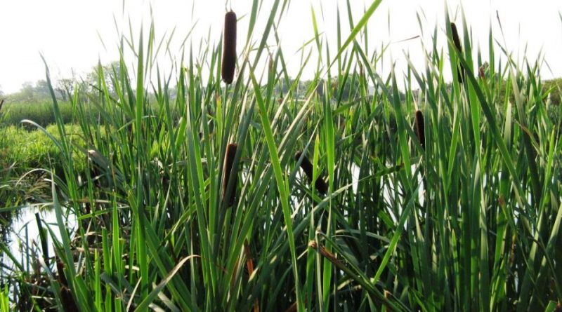 Typha latifolia