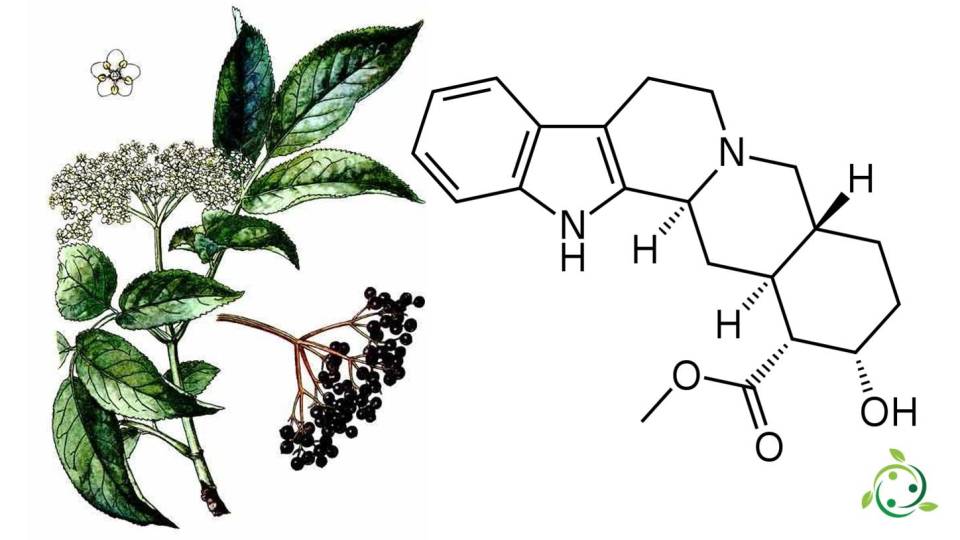Yohimbine formula, occurrence in nature, properties, side effects