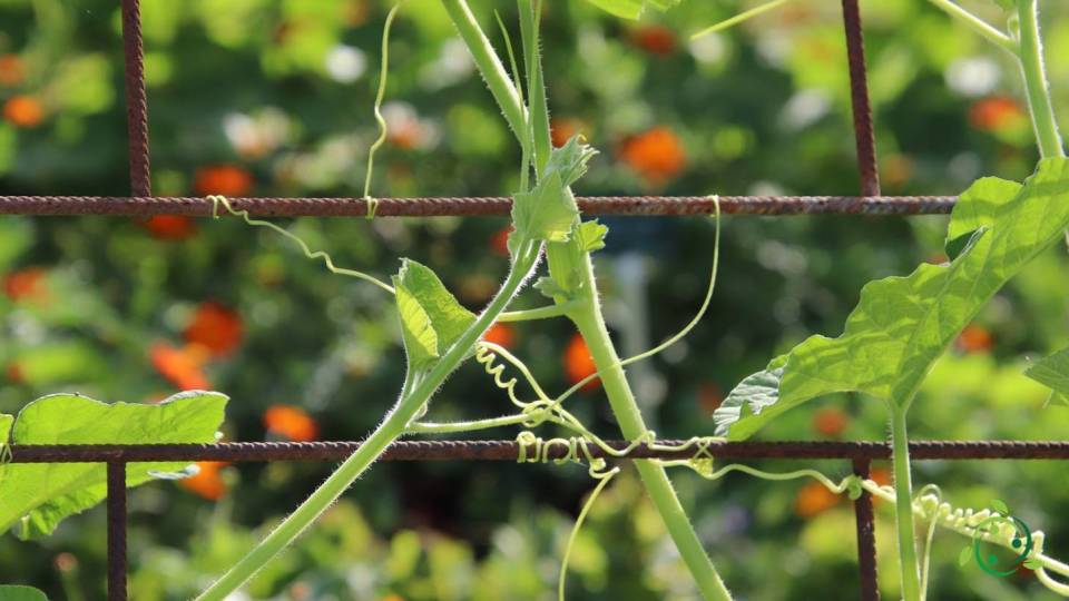 Cirrus definition, meaning, morphogenesis, function, differences