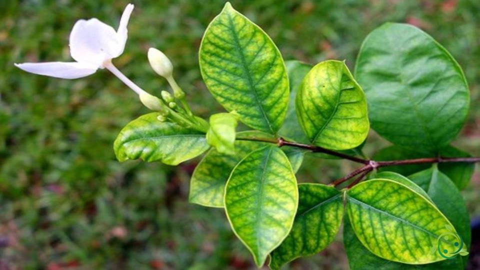 Chlorosis meaning, definition, causes, manifestations, pathologies