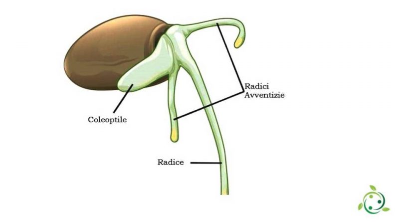 Coleoptile