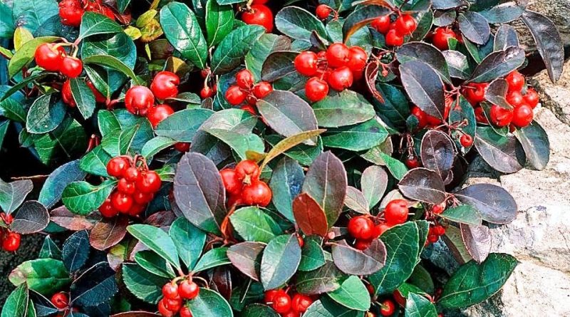 Gaultheria procumbens