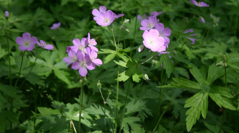 Geranium maculatum