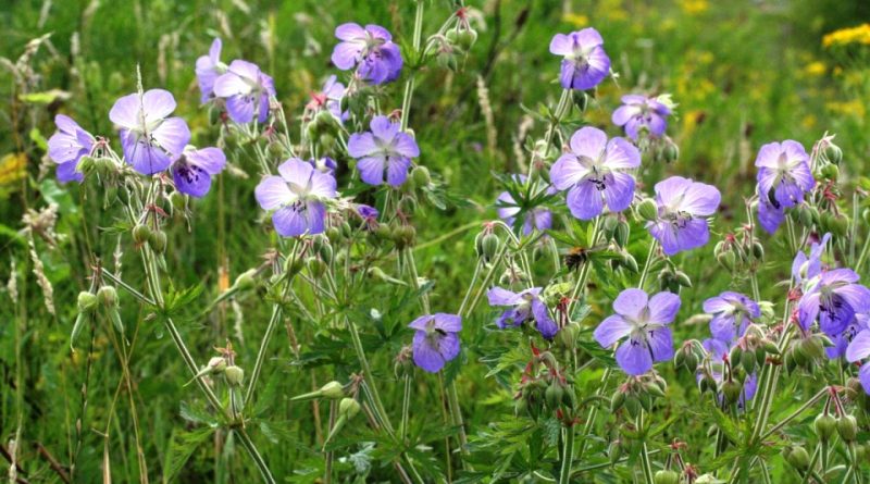 Geranium pratense