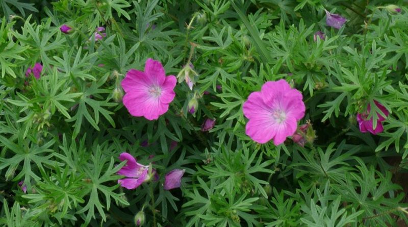 Geranium sanguineum