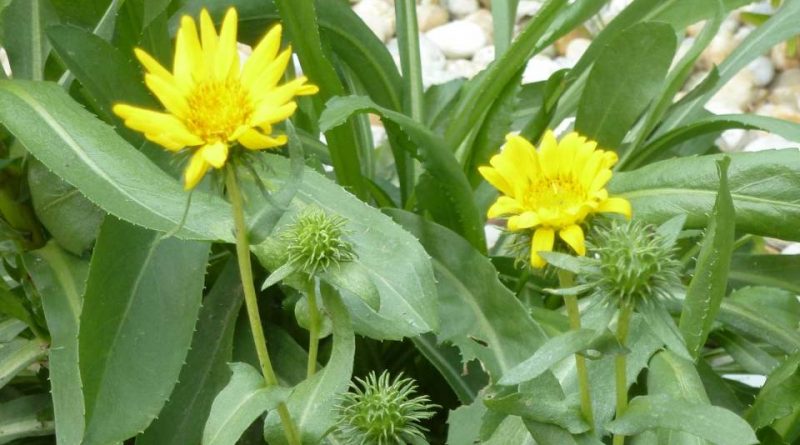 Grindelia robusta